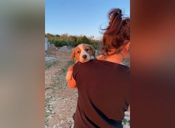 Pino wünscht sich ein Zuhause