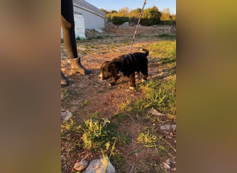 Arti wünscht sich ein Zuhause