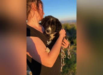 Arti wünscht sich ein Zuhause