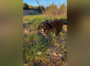 Arti wünscht sich ein Zuhause