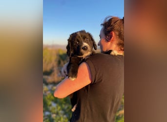 Arti wünscht sich ein Zuhause