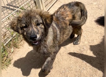Shelly – Kleines Hundekind sucht das ganz große Familienglück!
