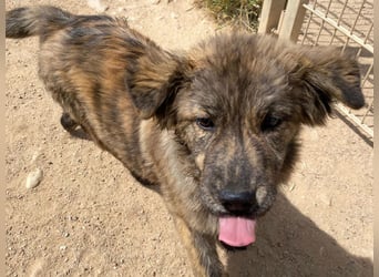 Shelly – Kleines Hundekind sucht das ganz große Familienglück!