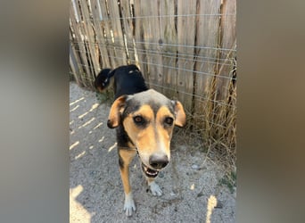 Pepper (2) ist eine wunderschöne junge Hündin - bereit für ein Zuhause
