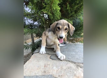 Alfonzo (3) sucht seine Familie