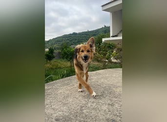 Evie (1-2) unsere scheue Schönheit