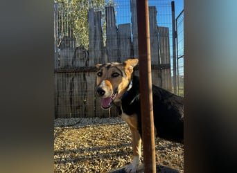 Shila (5) sucht nach einem liebevollen Zuhause