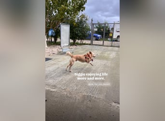 Biggi (2) unser dreibeiniger Sonnenschein