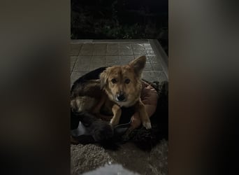 Evie (1-2) unsere scheue Schönheit