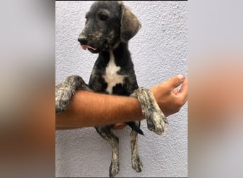 Der ruhige Shoku (3) sucht ein Zuhause