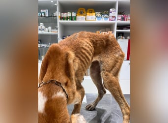 Milly (3) unsere dreibeinige Kämpferin sucht ein Zuhause