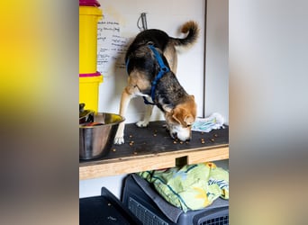 Sunny (4) sucht ein Zuhause