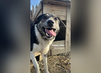 Mojo (3) wartet auf ein Zuhause