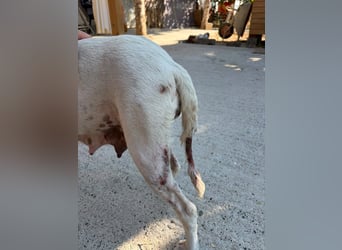 Murphy (3) sucht Ihr Happy End