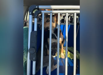 Shila (5) sucht nach einem liebevollen Zuhause