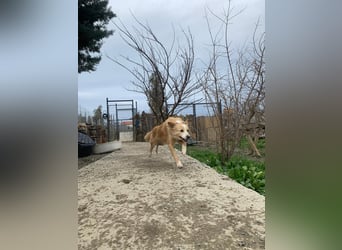 Axel (4) sucht ein sicheres Zuhause