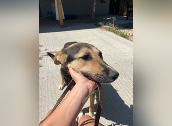 Shila (5) sucht nach einem liebevollen Zuhause