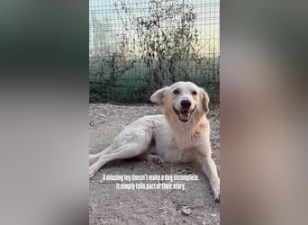 Biggi (2) unser dreibeiniger Sonnenschein
