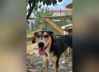 Pepper (2) ist eine wunderschöne junge Hündin - bereit für ein Zuhause