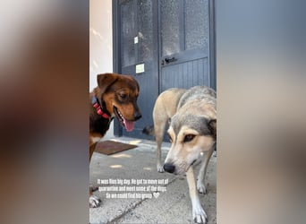 Rio (7 Monate) hat schon so viel durchgemacht