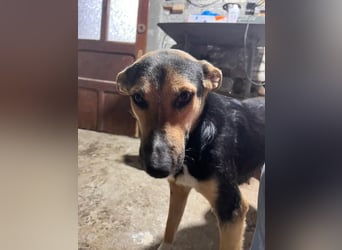 Shila (5) sucht nach einem liebevollen Zuhause