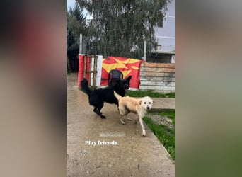 Nero (4) wartet schon so lange....