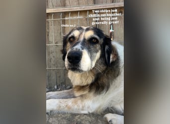 Drago (8/9) sucht ein gemütliches Plätzchen