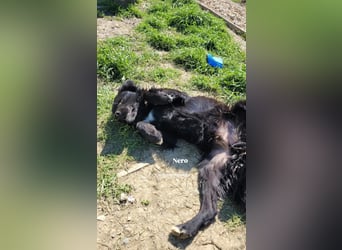 Nero (4) wartet schon so lange....