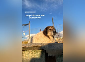 Drago (8/9) sucht ein gemütliches Plätzchen