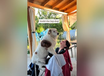 Yoshi (9) sucht einen ruhigen Platz
