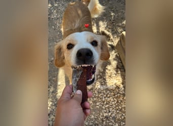 Axel (4) sucht ein sicheres Zuhause