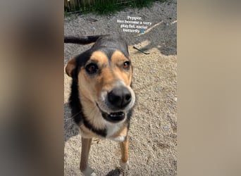 Pepper (2) ist eine wunderschöne junge Hündin - bereit für ein Zuhause