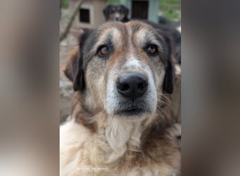 Drago (8/9) sucht ein gemütliches Plätzchen