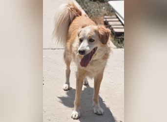 Axel (4) sucht ein sicheres Zuhause