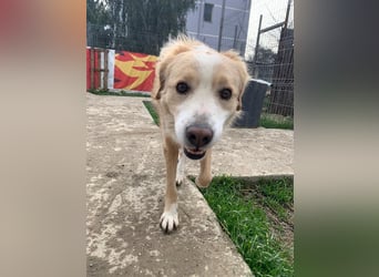 Axel (4) sucht ein sicheres Zuhause