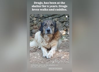 Drago (8/9) sucht ein gemütliches Plätzchen
