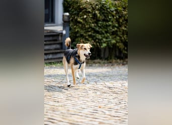 Sunny (4) sucht ein Zuhause