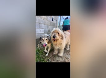 Alfonzo (3) sucht seine Familie