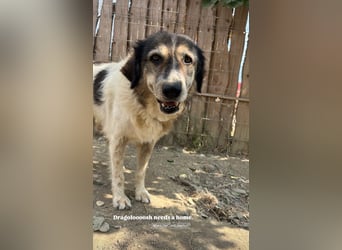 Drago (8/9) sucht ein gemütliches Plätzchen