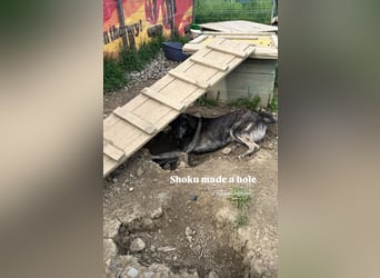 Der schüchterne Shoku (3) sucht ein Zuhause
