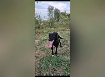 Bellissima eine wahre black beauty