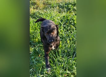 Bellissima eine wahre black beauty