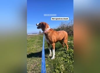 Fanja (8) unsere Kämpferin mit Herz
