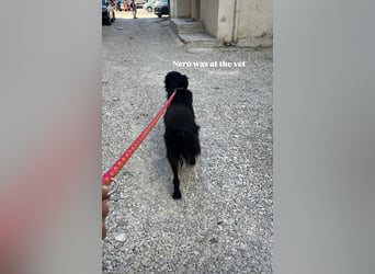 Nero (4) wartet schon so lange....