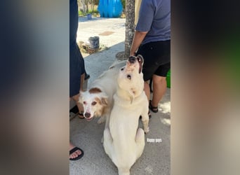 Yoshi (9) sucht einen ruhigen Platz