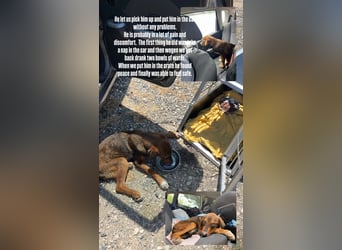 Rio (7 Monate) hat schon so viel durchgemacht