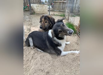 Mojo (3) wartet auf ein Zuhause