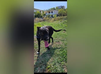Bellissima eine wahre black beauty