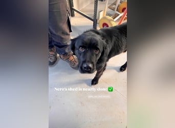 Nero (4) wartet schon so lange....