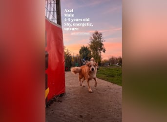 Axel (4) sucht ein sicheres Zuhause